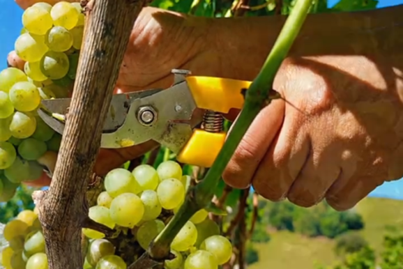 Stella Valentino d&aacute; in&iacute;cio &agrave; Safra 2026 com a colheita da Sauvignon Blanc em Andradas