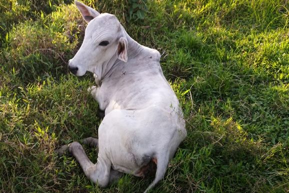 Caso de raiva &eacute; confirmado em bovino na zona rural de Andradas