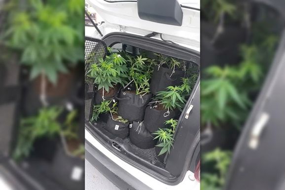 Ocorr&ecirc;ncia de viol&ecirc;ncia dom&eacute;stica tem apreens&atilde;o de arma e plantas de cannabis em Andradas