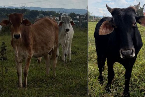 Tr&ecirc;s bezerros s&atilde;o levados de propriedade na zona rural de Andradas