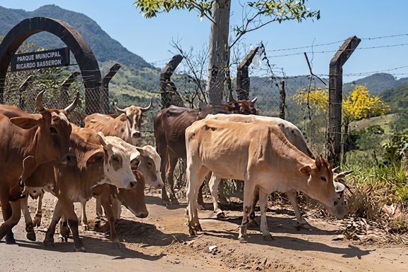 Animais soltos geram riscos a motoristas em avenida de Andradas