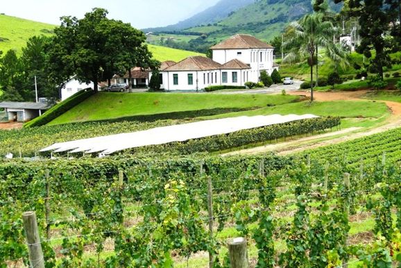 Epamig oferece experi&ecirc;ncia de enoturismo com visita a vinhedos e vin&iacute;cola em Caldas