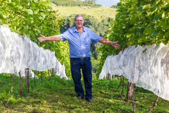 Vin&iacute;cola de Andradas &eacute; destaque nacional pelo cultivo de uvas sem defensivos