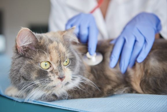 Atibaia abre inscri&ccedil;&otilde;es para castra&ccedil;&atilde;o gratuita de c&atilde;es e gatos; veja como participar