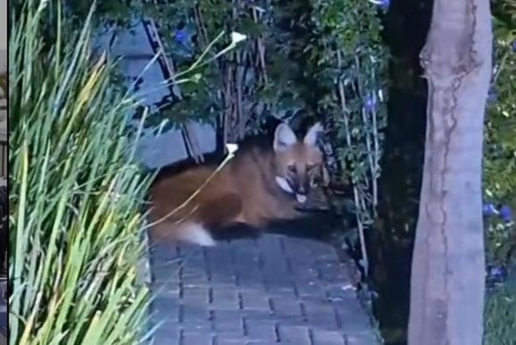 Lobo-guar&aacute; volta a aparecer em &aacute;rea urbana e chama aten&ccedil;&atilde;o em Atibaia