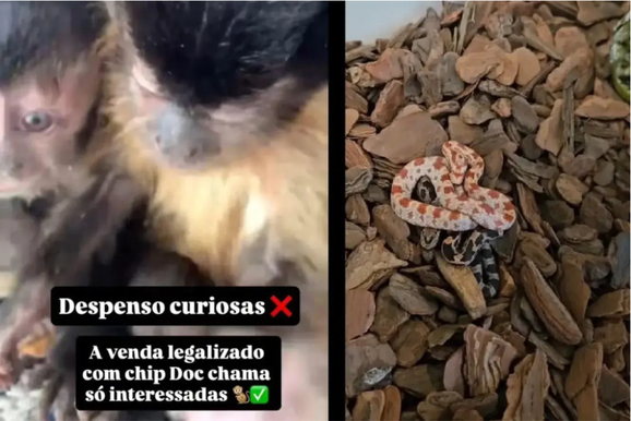 Empres&aacute;ria de Bady Bassitt &eacute; multada por anunciar macaco-prego nas redes sociais
