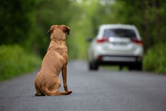 C&acirc;mara aprova suspender CNH de motorista que usar carro para abandonar animais na rua 