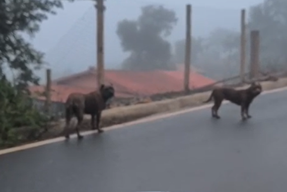 [V&iacute;deo] Pitbulls soltos geram alerta de moradores em Brumadinho