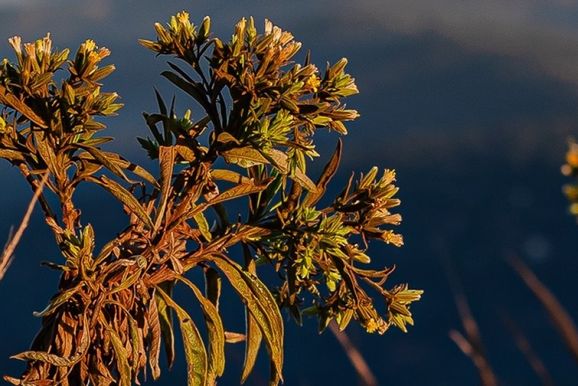 Voc&ecirc; Sabia? Brumadinho re&uacute;ne cinco forma&ccedil;&otilde;es vegetais distintas