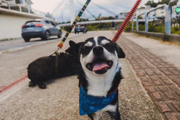 Fundema abre inscri&ccedil;&otilde;es para mutir&atilde;o gratuito de castra&ccedil;&atilde;o de c&atilde;es e gatos em Brusque