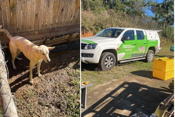 Pol&iacute;cia encontra mais de 30 animais em situa&ccedil;&atilde;o de maus-tratos e prende casal