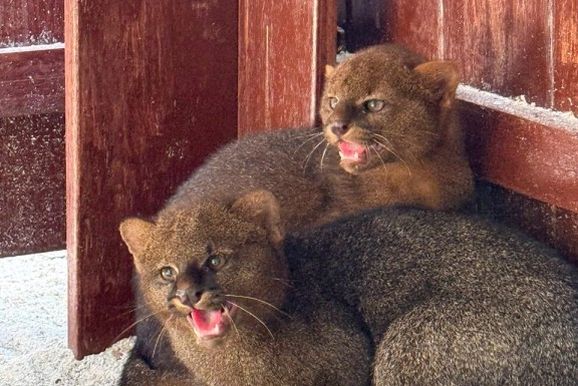 Filhotes de gato-mourisco chegam ao Zoobot&acirc;nico e p&uacute;blico poder&aacute; escolher os nomes