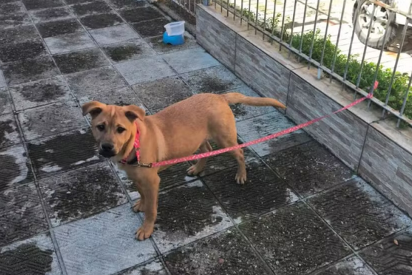 Mulher &eacute; flagrada amarrando filhote em grade e indo embora em Balne&aacute;rio Cambori&uacute;