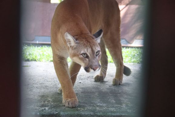 Parque Zoobot&acirc;nico recebe tr&ecirc;s filhotes de pumas vindos do Paran&aacute; 
