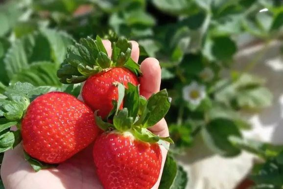 Ch&aacute;cara abre a porteira para quem quer colher morango direto do p&eacute;
