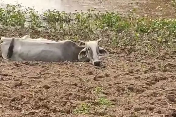 Gado volta a agonizar &agrave;s margens do Taquari no MS em &aacute;rea de mortes em massa 