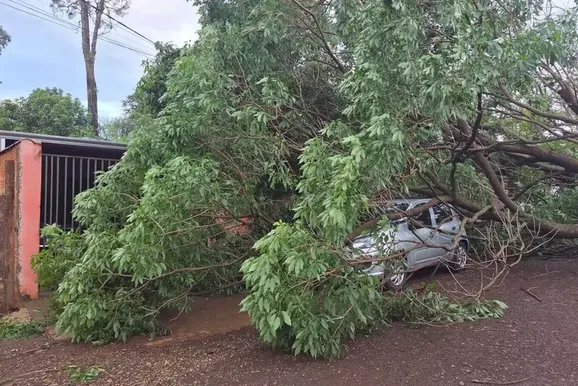Temporal com ventos de 81 km/h derruba &aacute;rvores e causa estragos em Dourados