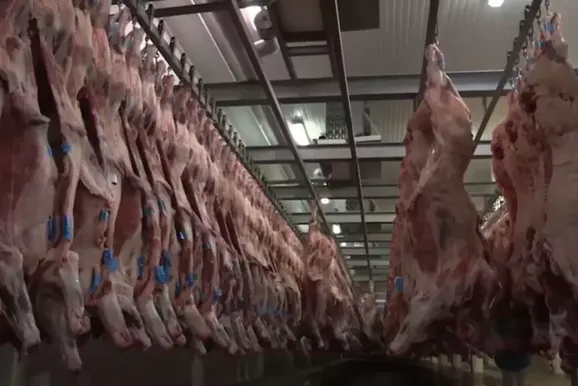 Venda de carne bovina de MS cai 28% em agosto com recuo da China