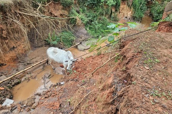 Vaca atolada em Cabre&uacute;va refor&ccedil;a alerta sobre gado solto nas ruas