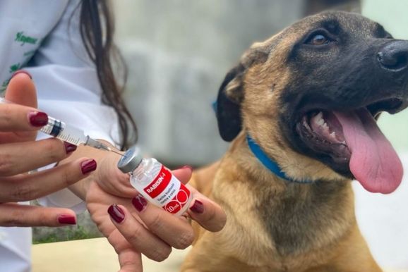 C&atilde;es e gatos ter&atilde;o vacina&ccedil;&atilde;o a pre&ccedil;o social neste domingo, no bairro Jacar&eacute;