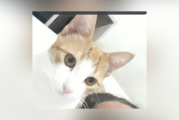 Gato sensorial de crian&ccedil;a autista desaparece em Casa Branca e fam&iacute;lia pede ajuda