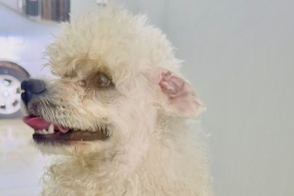 Cachorrinho perdido aguarda tutor no Bairro Uni&atilde;o