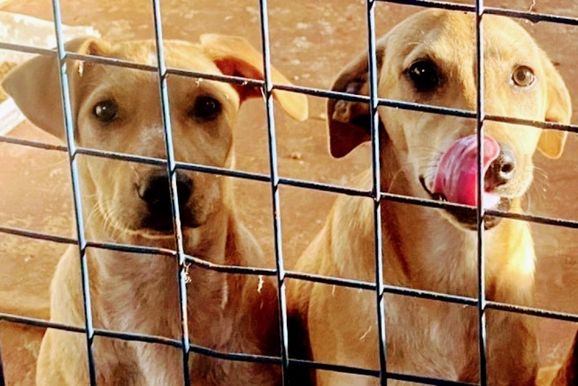 Cachorro Caramelo representa a rela&ccedil;&atilde;o afetiva entre os brasileiros e os pets 