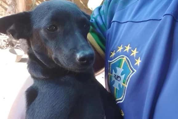 Fam&iacute;lia procura por cadela desaparecida no Jequitib&aacute;, em Conde