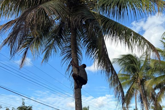 Gato que estava preso em coqueiro &eacute; resgatado em seguran&ccedil;a no Jequitib&aacute;, em Conde