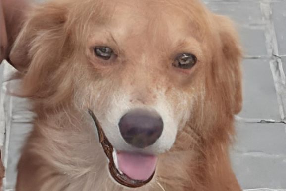 Moradora procura por Bethove, cachorro desaparecido no Centro de Conde