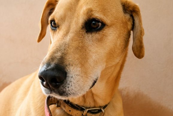 Fam&iacute;lia busca por Scoby ap&oacute;s cachorro desaparecer durante a noite em Cruzeiro do Oeste