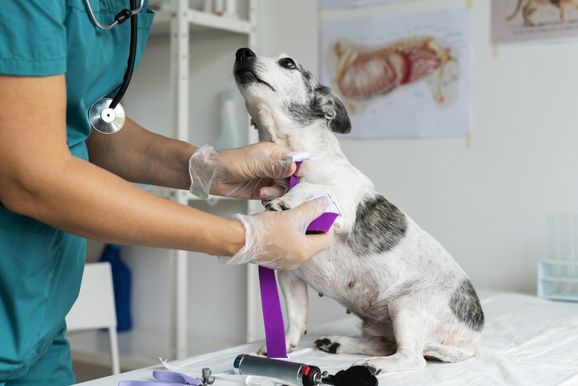 ProSul abre vagas para curso de Auxiliar de Veterin&aacute;rio e Pet Shop em Douradina