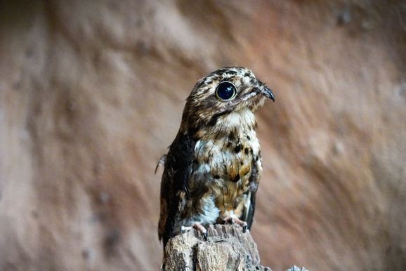 Urutau volta a ganhar chance de voar ap&oacute;s receber implante de penas em Foz do Igua&ccedil;u