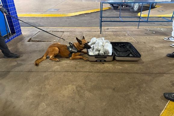 C&atilde;o da Receita encontra 10 kg de capulho em mala de passageira na Ponte da Amizade