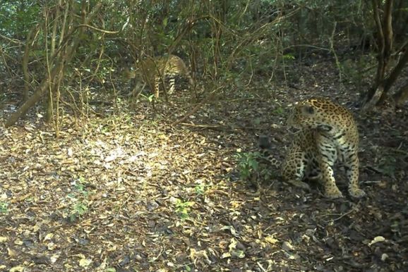 Clima de romance? On&ccedil;as s&atilde;o flagradas juntas no Parque Nacional do Igua&ccedil;u