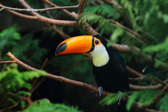 Justi&ccedil;a marca audi&ecirc;ncia de mulher flagrada no aeroporto com ovos de tucano no suti&atilde;