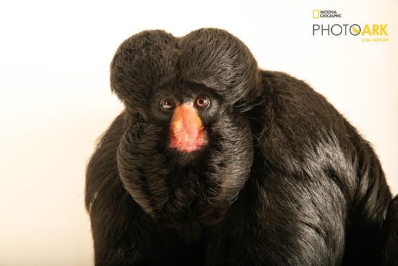 Macaco raro que vive em Foz do Igua&ccedil;u entra no Photo Ark da National Geographic