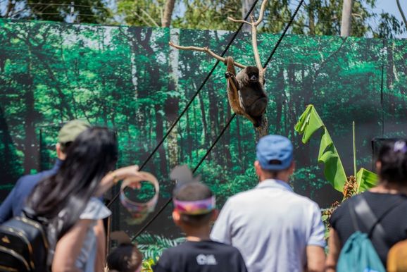 Moradores de Foz do Igua&ccedil;u e regi&atilde;o pagam R$ 15 para visitar o Zoo Park at&eacute; dia 31