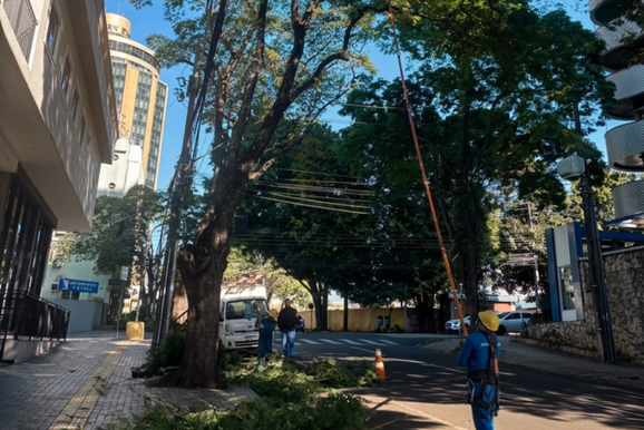 Copel faz 711 podas de &aacute;rvores no Centro para prevenir quedas de energia