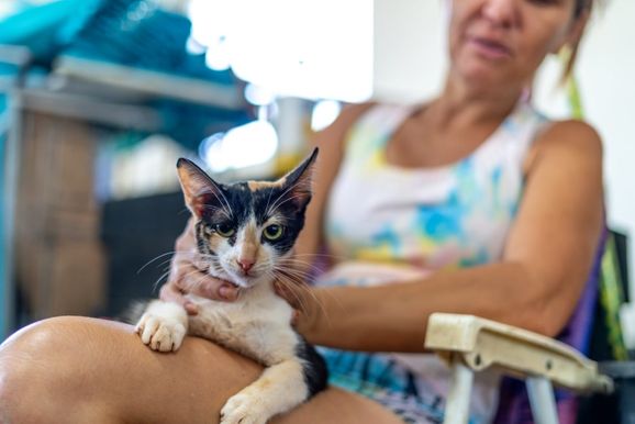 Foz do Igua&ccedil;u prev&ecirc; at&eacute; 800 castra&ccedil;&otilde;es de c&atilde;es e gatos com implanta&ccedil;&atilde;o de microchip