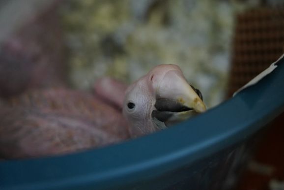 Sete filhotes de arara apreendidos pela Receita recebem cuidados no Parque das Aves