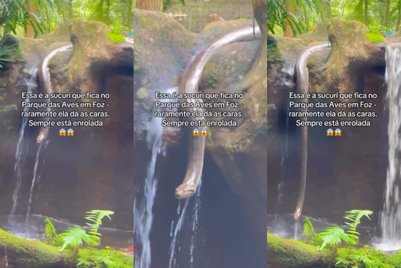Sucuri d&aacute; &lsquo;show&rsquo; ao se exibir para turistas durante passeio no Parque das Aves