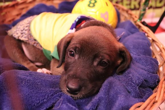Cempra abre as portas neste s&aacute;bado (27) para ado&ccedil;&atilde;o de c&atilde;es e gatos em Canela