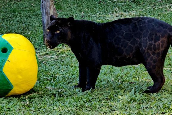 On&ccedil;as do Gramadozoo participam de enriquecimentos tem&aacute;ticos da Copa do Mundo