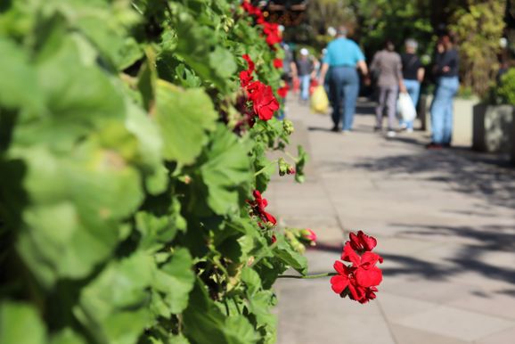 Prefeitura de Gramado convida para lan&ccedil;amento oficial do Concurso Jardins de Gramado 2026