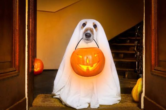 Canela + Verde ter&aacute; edi&ccedil;&atilde;o especial de Halloween com desfile de pets