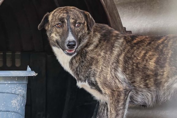 Munic&iacute;pio de Canela ter&aacute; feira de ado&ccedil;&atilde;o e b&ecirc;n&ccedil;&atilde;o aos animais neste s&aacute;bado (3)