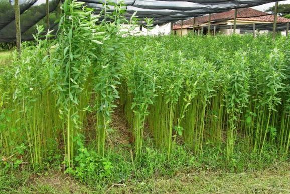 Semin&aacute;rio ir&aacute; reunir agricultores para debater aduba&ccedil;&atilde;o verde e manejo do solo em Taquara