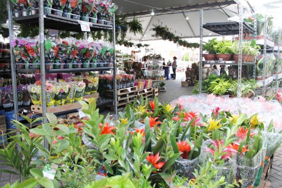 Via Atacadista promove nova edi&ccedil;&atilde;o da ExpoFlor com mais de 100 variedades de plantas