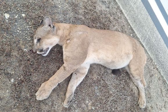 On&ccedil;a &eacute; encontrada morta &agrave;s margens da BR-381, em trecho entre Ant&ocirc;nio Dias e Jaguara&ccedil;u